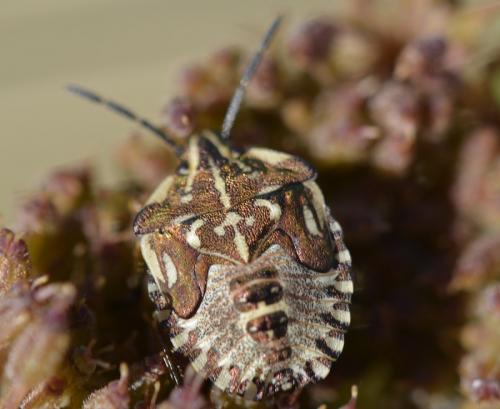 Réf. 190 917 : Carpocoris sp.